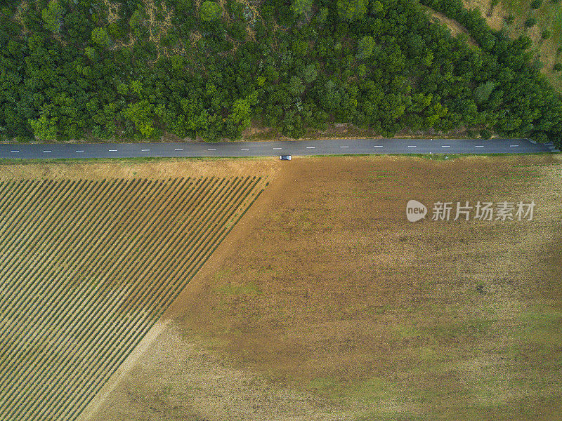 法国普罗旺斯迷人的薰衣草田风景。