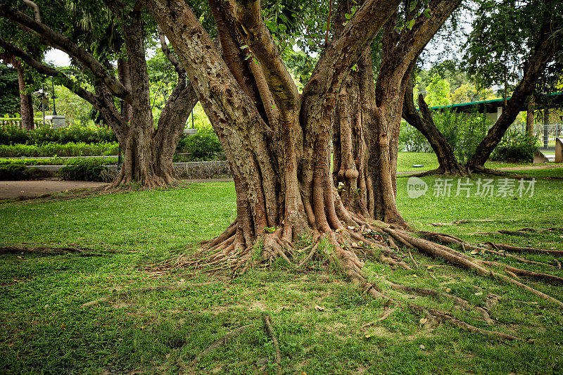 公园绿化景观上的树木和根系