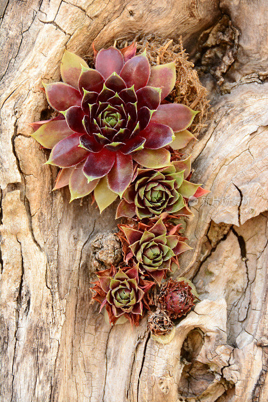 红色的玫瑰花饰Sempervivum。