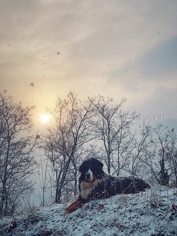 狗狗在雪中享受