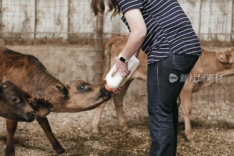 在一个农场里，一位年轻妇女正在牲口棚里给一只饥饿的小牛喂奶。