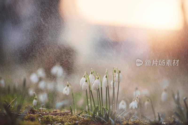 晨雨淋在雪兰上