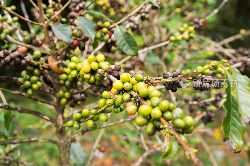 嫩枝上的生咖啡豆