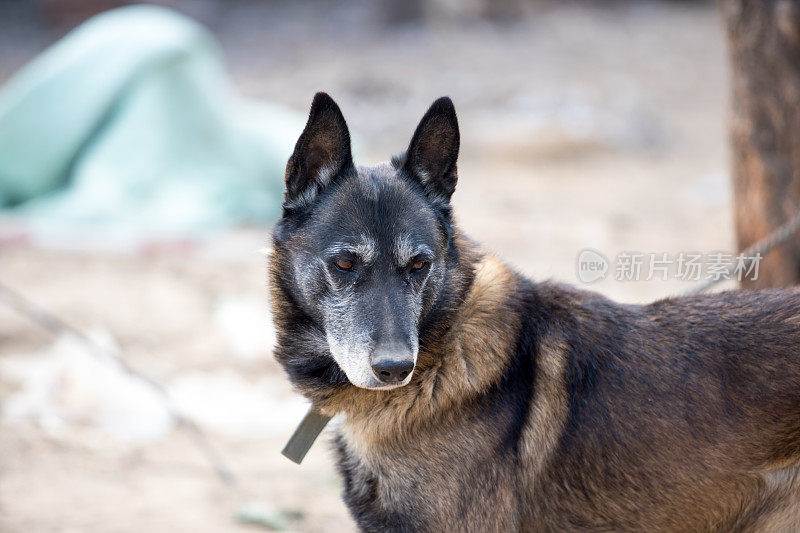 警犬