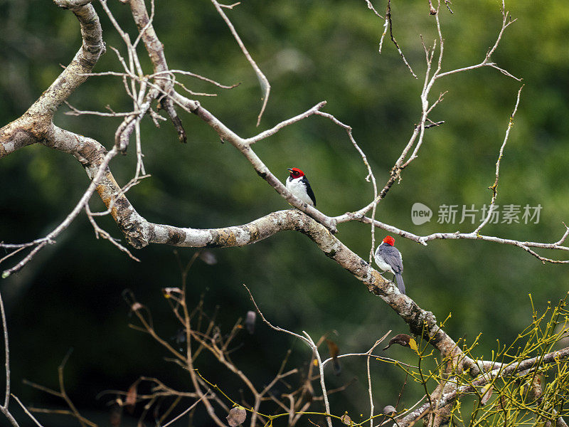 红发热带雨林鸟类