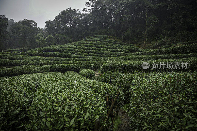 杭州附近的绿茶农场