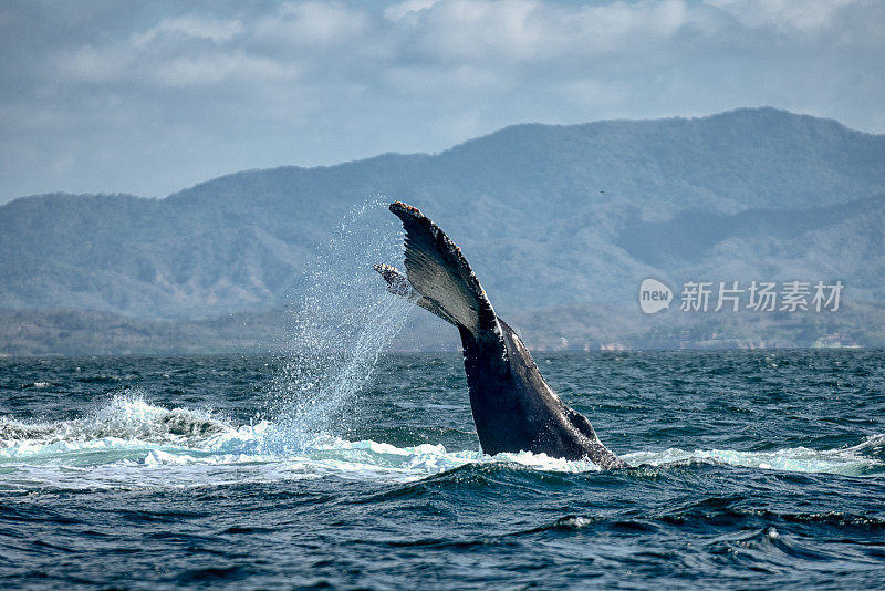 座头鲸浮出水面和潜入水下的雄伟景象