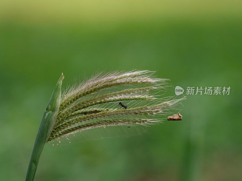 草绿色特写