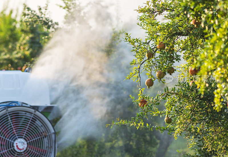 拖拉机在花园里的石榴树上喷洒杀虫剂或杀菌剂