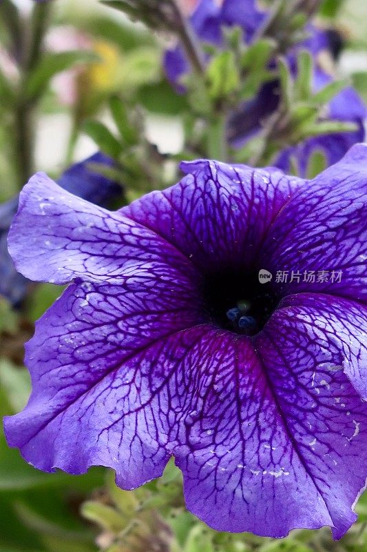 特写图像的紫色矮牵牛花与花瓣上的静脉，紫色矮牵牛花照片生长在夏季花园作为一年生床上植物
