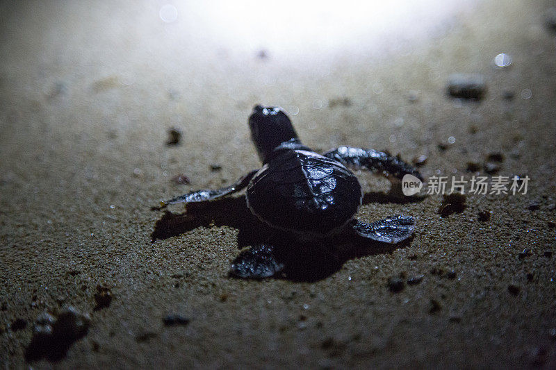 马来西亚:绿海龟幼仔