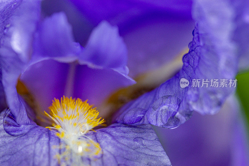 旗瓣鸢尾与雨滴