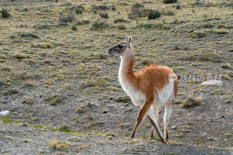 智利托雷斯·德·潘恩国家公园的大羊驼