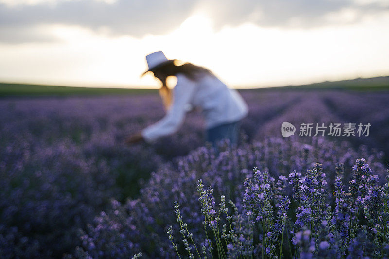 现代农妇走在她的薰衣草田在夏天，小型企业和投资，农业职业。