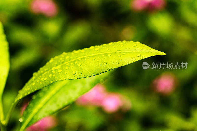 树叶与雨滴的特写视图