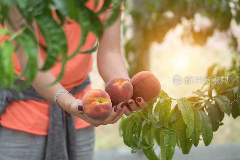 女手摘桃