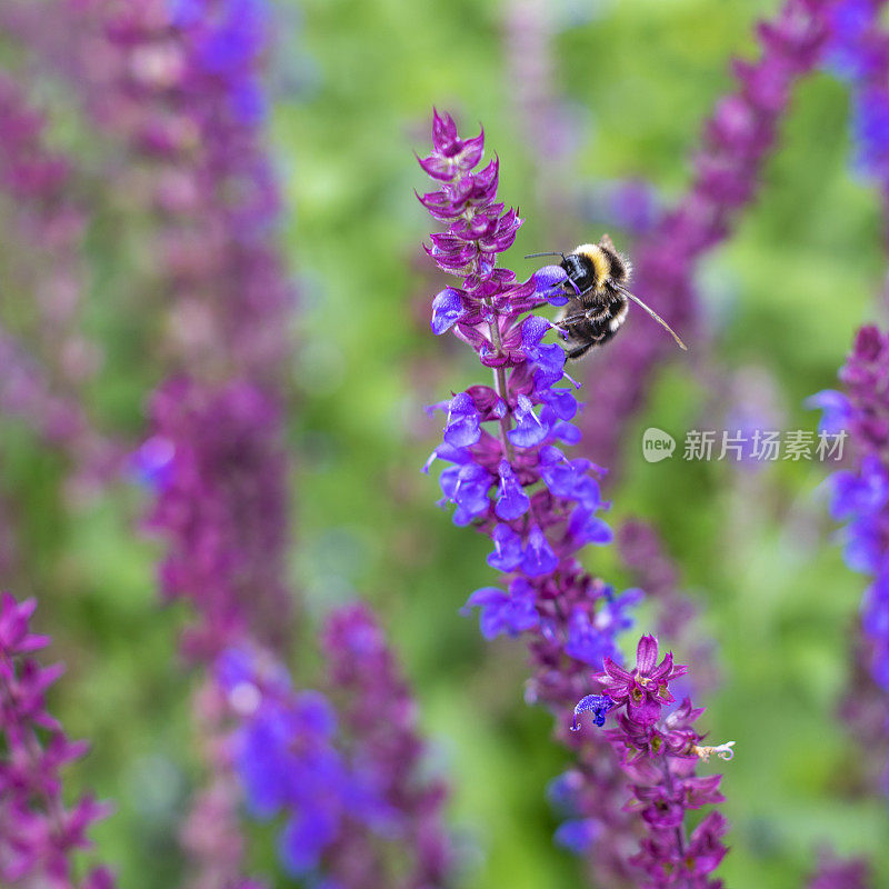 一只蜜蜂在北约克荒原国家公园的英国乡村采集野花的花粉。