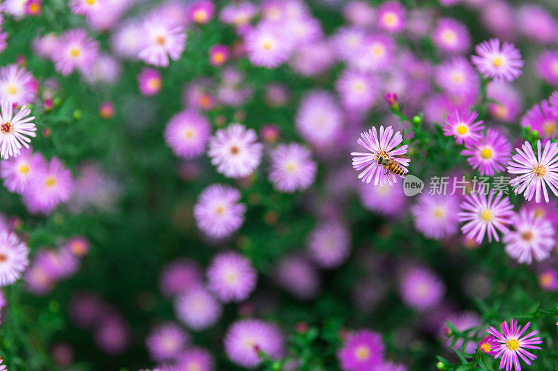 野雏菊背景