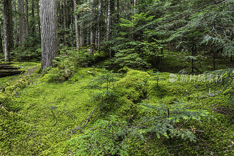 奇卡穆斯湖步道，惠斯勒，b.c.