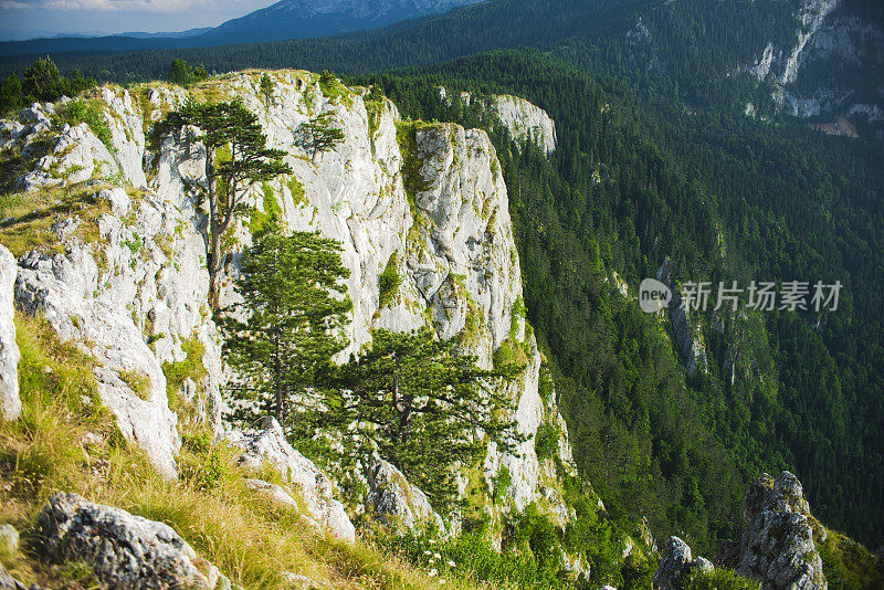 塔拉峡谷悬崖上有树木。令人叹为观止的黑山Durmitor国家公园风景。