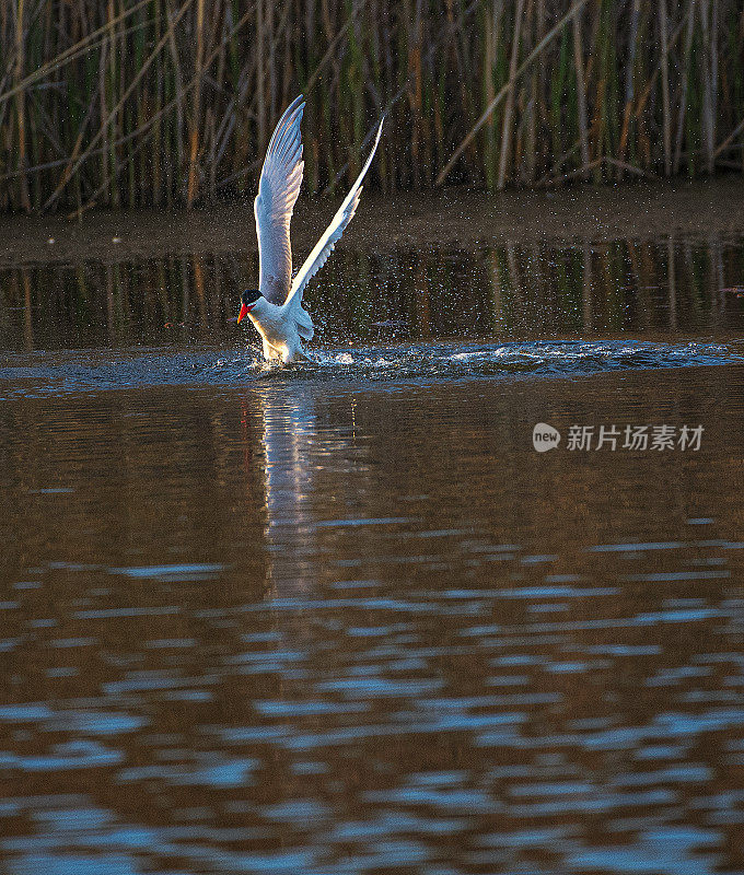 燕鸥飞行