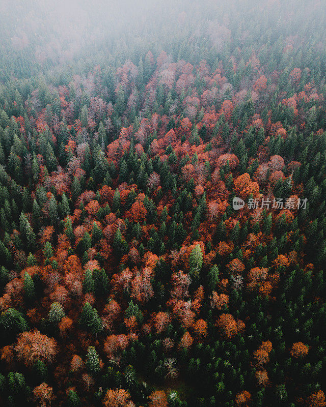 鸟瞰秋天五彩斑斓的山松林