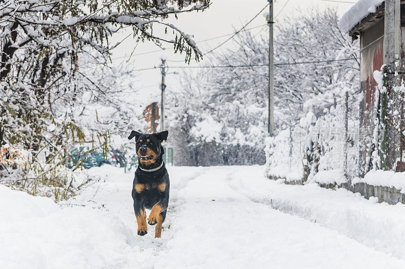 村子里的狗在雪地里玩耍