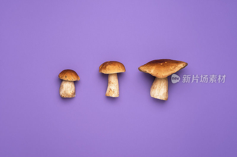 食用野生蘑菇。室内三种松茸的图像