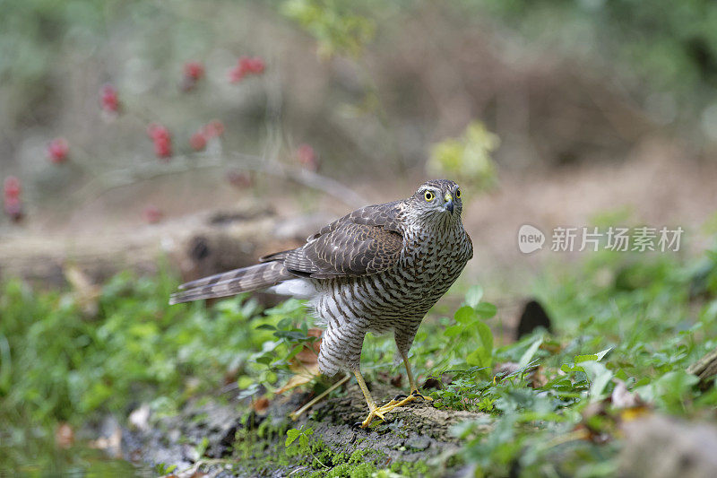 Sparrowhawk(猛禽努力)