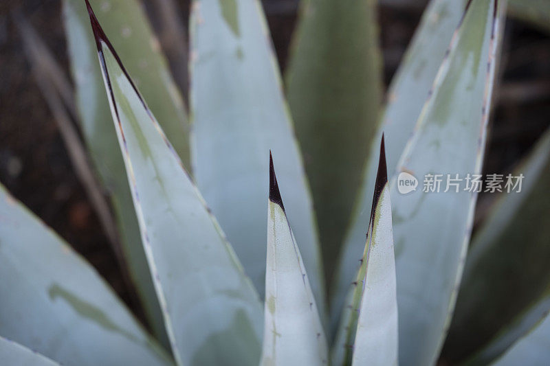 亚利桑那州塞多纳仙人掌详情