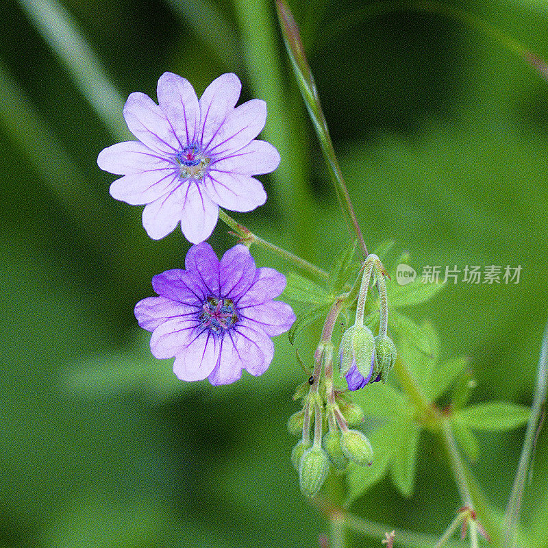 鹤嘴树篱的花