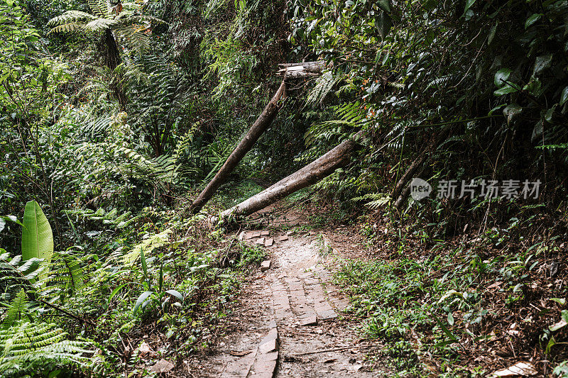 道路被倒下的树挡住了