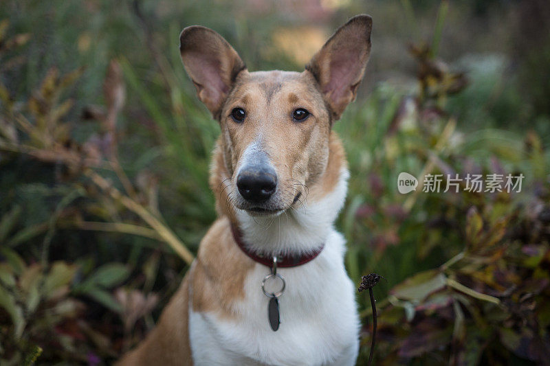 光滑的牧羊犬在秋季花园