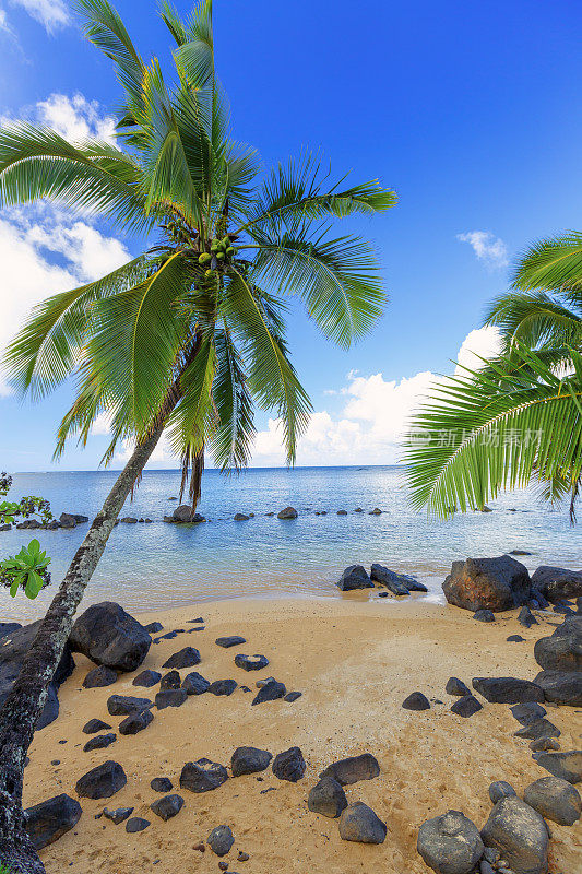 美国夏威夷考艾岛海滩上的两棵棕榈树