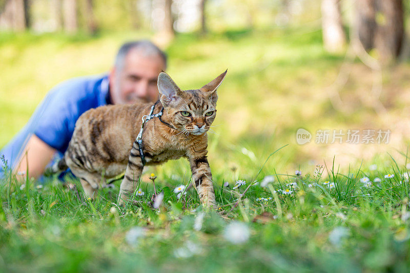 宠物主人看着他的德文郡雷克斯小猫在草地上的公园里探索