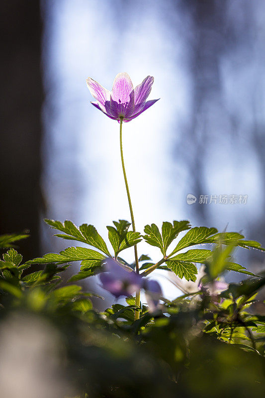 五叶银莲花粉红色