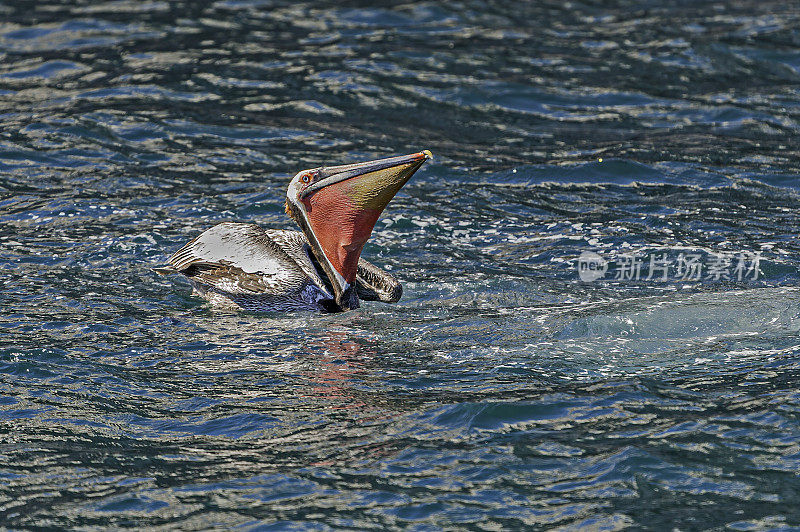 褐鹈鹕，西西鹈鹕，洛斯群岛，科尔特斯海，下加利福尼亚，墨西哥。在水里捉到一条鱼后。