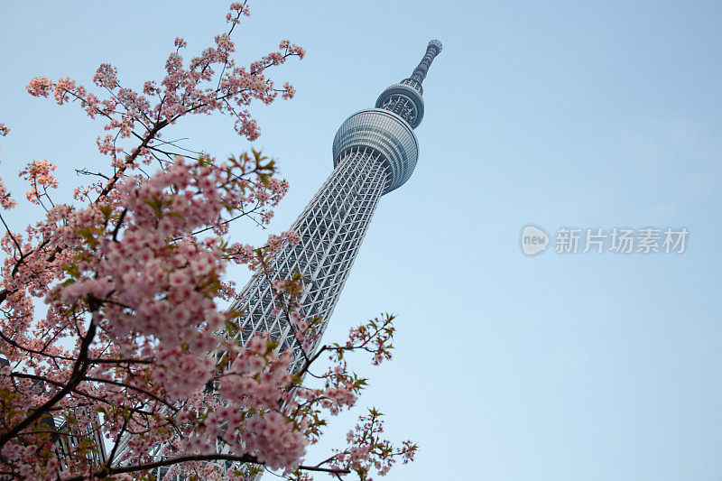 东京天空树和樱花在日本