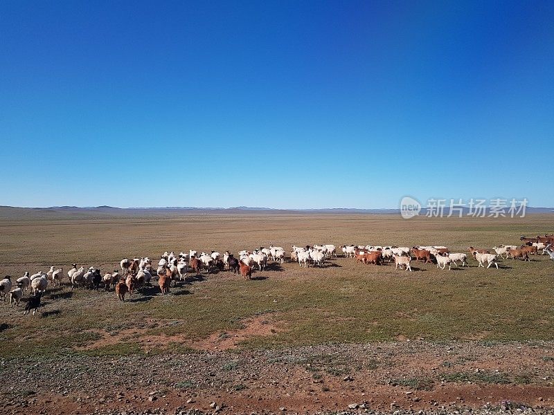 田野里的羊群