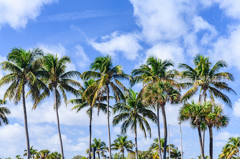 美国佛罗里达州迈阿密海滩上的高大棕榈树和蓝天白云