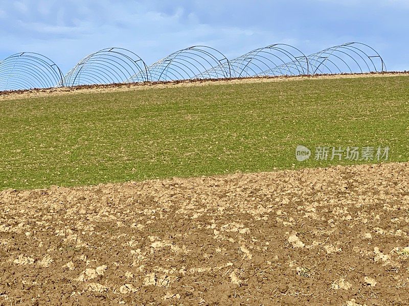 无盖草莓地的帐篷柱