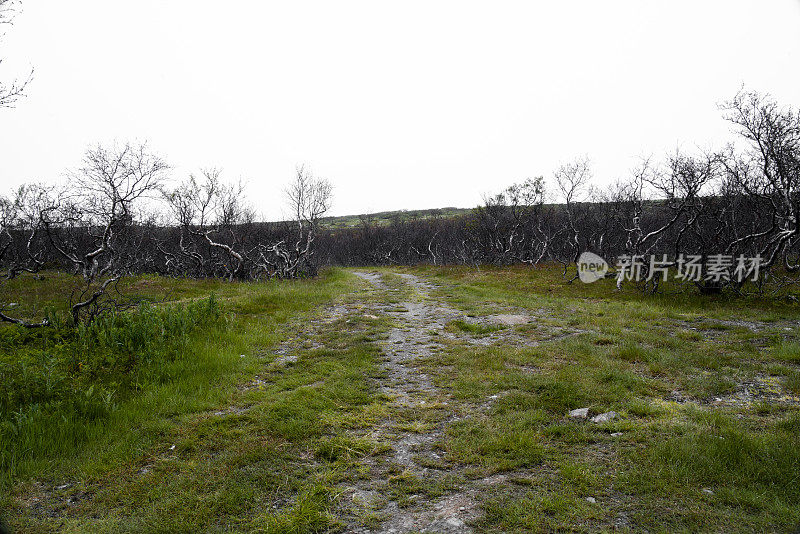 一条穿过灌木丛的乡间小路通向小山