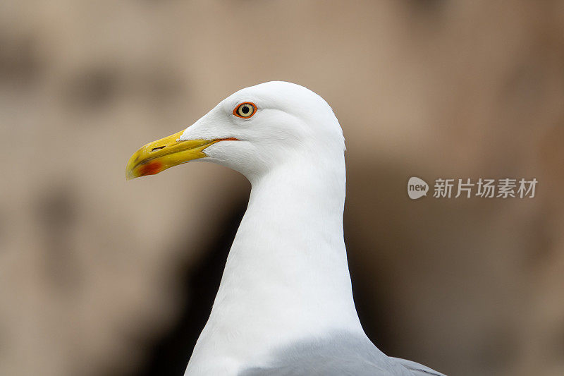 海鸥在城市里