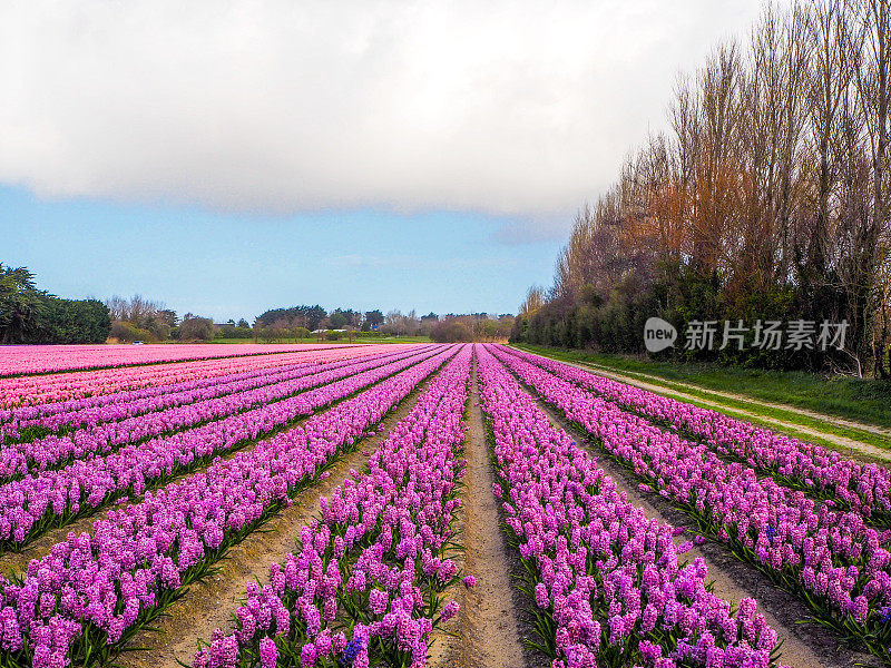 风信子花在法国布列塔尼的普洛姆尔飞扬