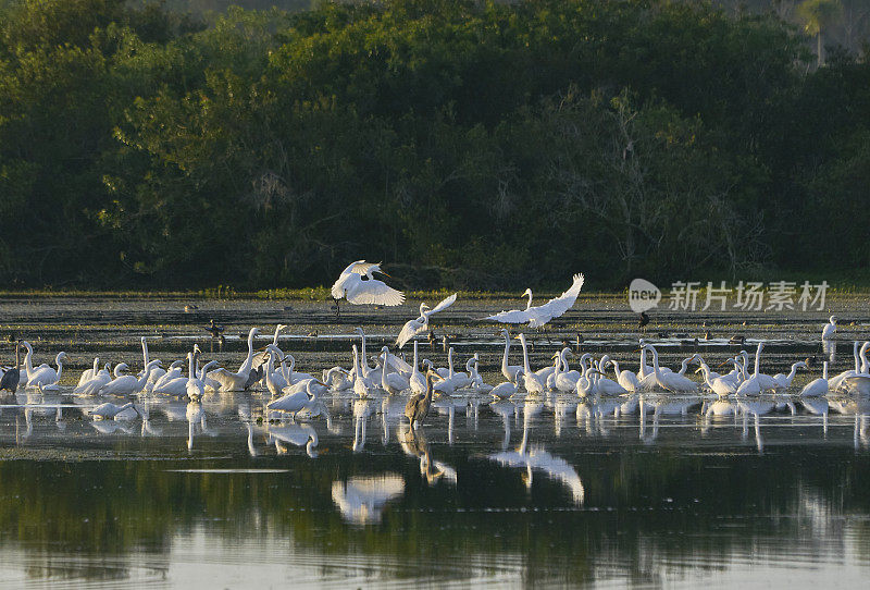 佛罗里达中部奥兰多湿地公园的大白鹭在交配季节成群结队