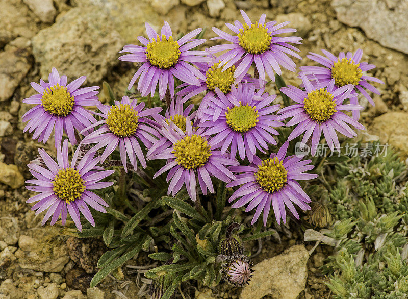 灯盏花、雏菊、古狐尾松林;因约国家森林，白山，加利福尼亚州