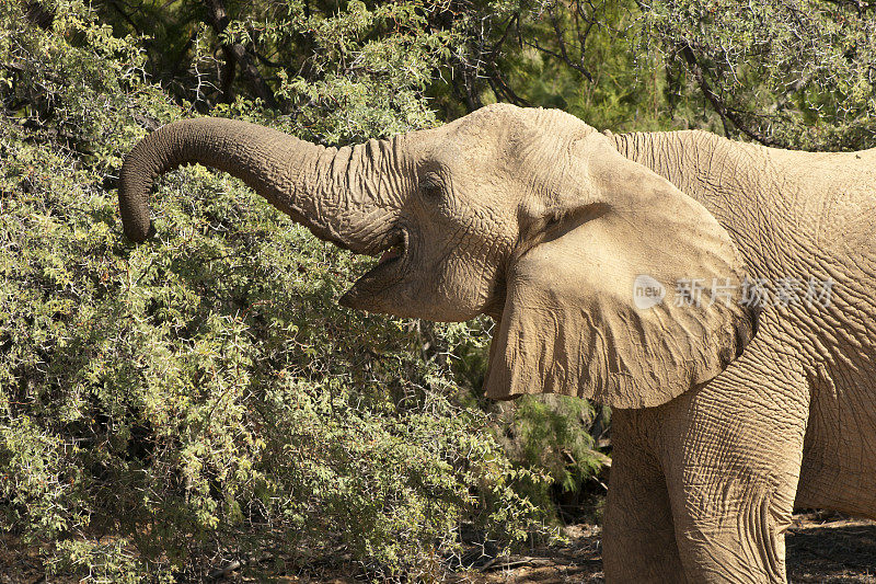 纳米比亚的沙漠大象