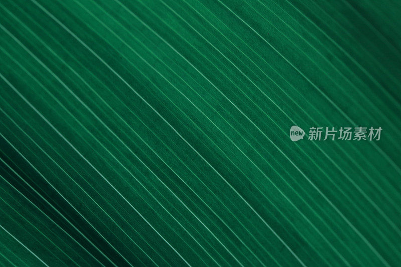 绿叶背景深色条纹自然纹理叶抽象图案脉蜘蛛抱蛋微距摄影复制空间