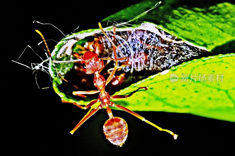 蚂蚁爬上折叠的叶窝。