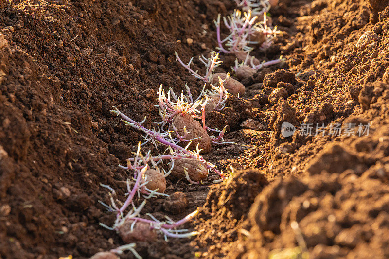 春季种下的马铃薯幼苗，横亘在地上，等待农民下葬